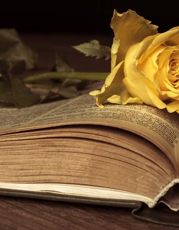 Synopsis Antykwariat